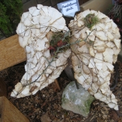 Engelsflügel